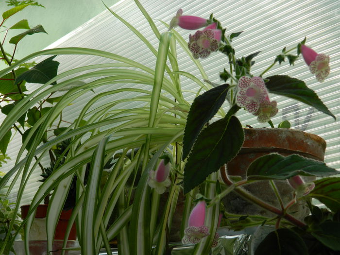 DSCN8150 - SEPTEMBRIE_2014