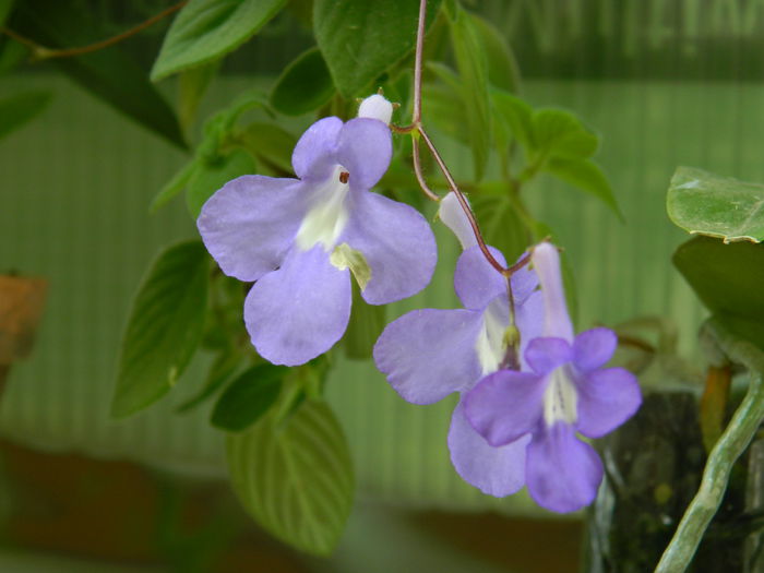 DSCN8152 - SEPTEMBRIE_2014