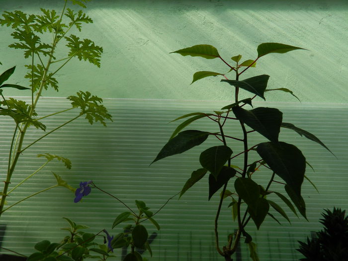 DSCN8154 - SEPTEMBRIE_2014