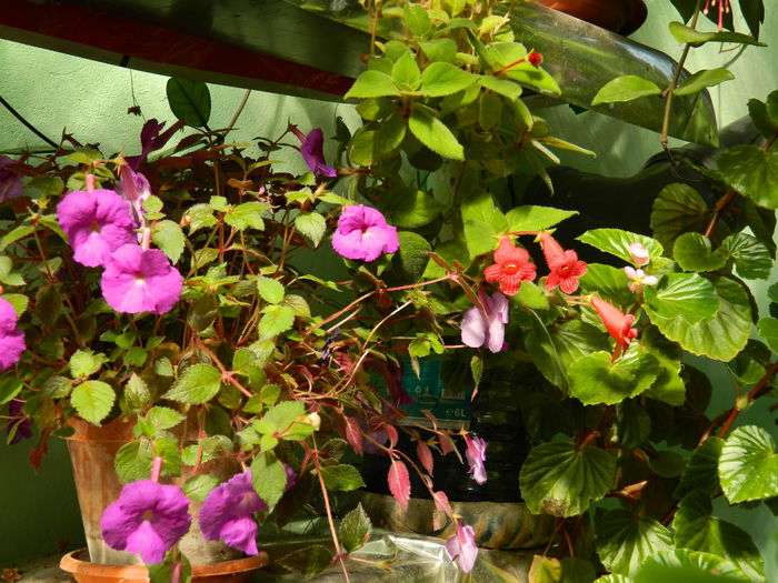 DSCN8159 - SEPTEMBRIE_2014