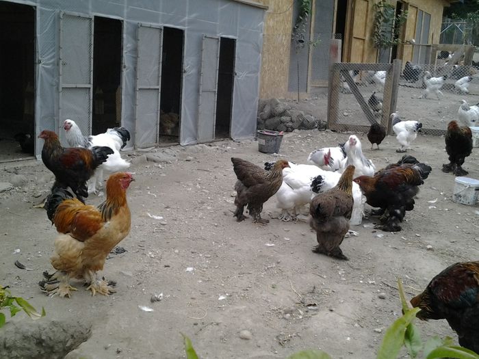 20140902_190941 - pui prima serie 2014         27 februarie