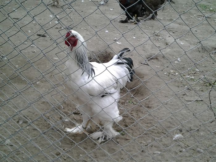 20140902_190641 - pui prima serie 2014         27 februarie