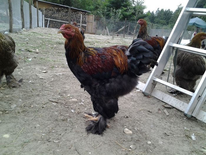 20140902_185840 - pui prima serie 2014         27 februarie