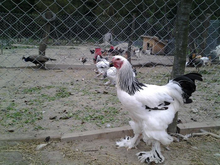 20140902_190025 - pui prima serie 2014         27 februarie