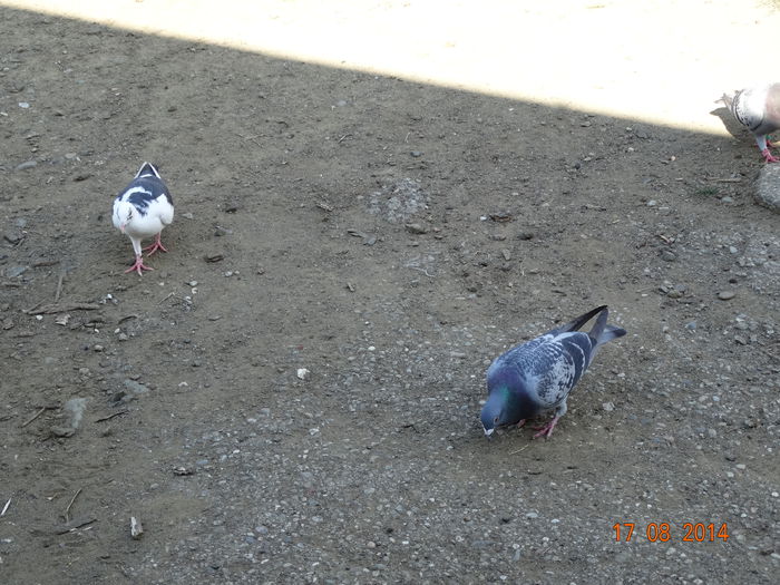 DSC07036