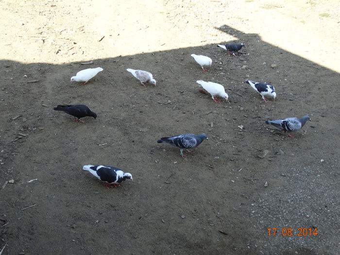 DSC07045