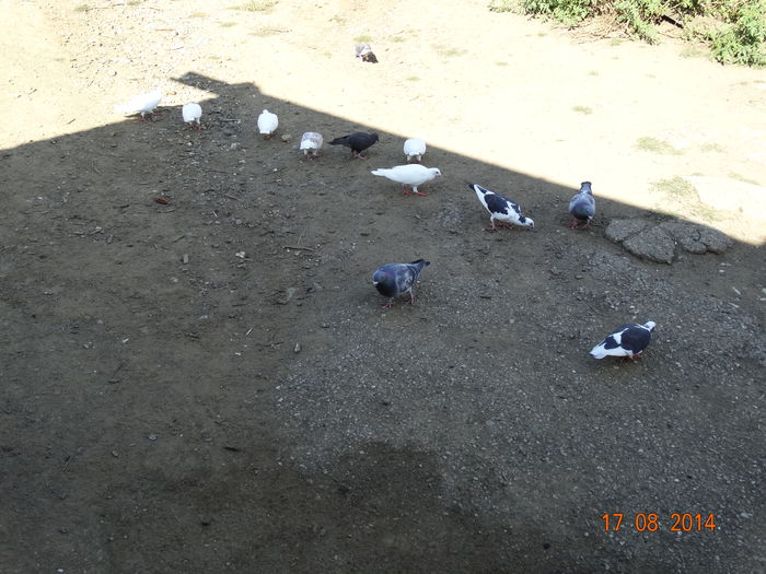 DSC07047