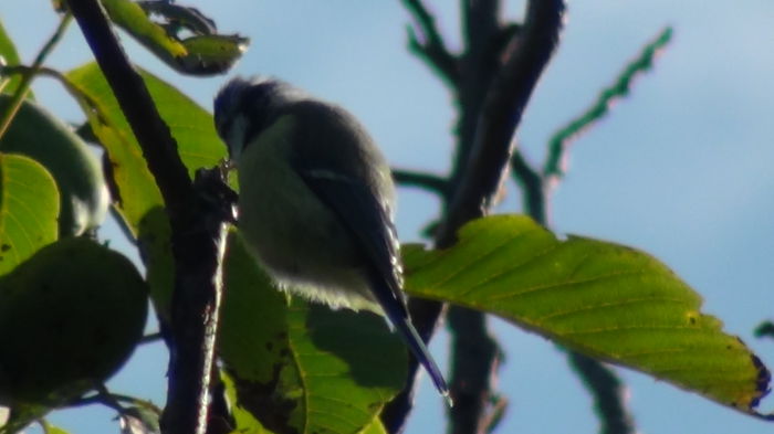 l-am surprins si pe asta