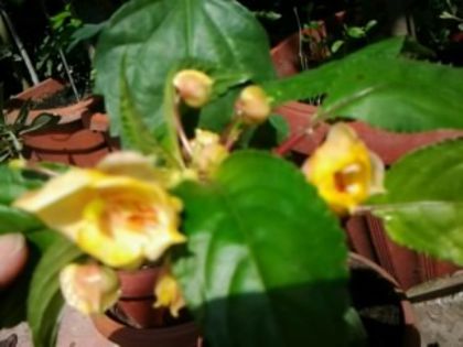 Fotografie2710 - alte flori 1