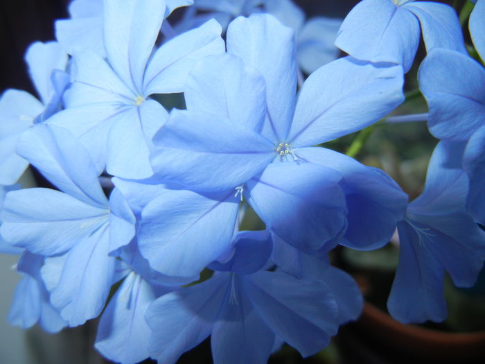 Plumbago auriculata (2014, Aug.03) - Plumbago auriculata