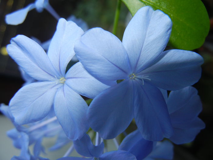 Plumbago auriculata (2014, Aug.03) - Plumbago auriculata