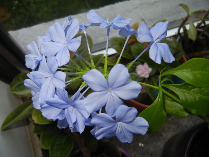 Plumbago auriculata (2014, Aug.03) - Plumbago auriculata