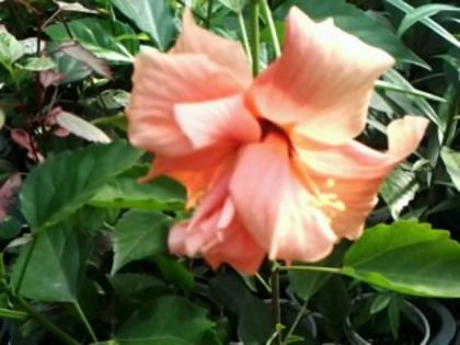 clasic apricot
