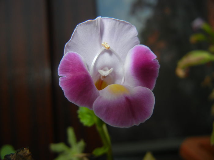 Torenia Rose Dream (2014, Aug.17) - TORENIA Rose Dream