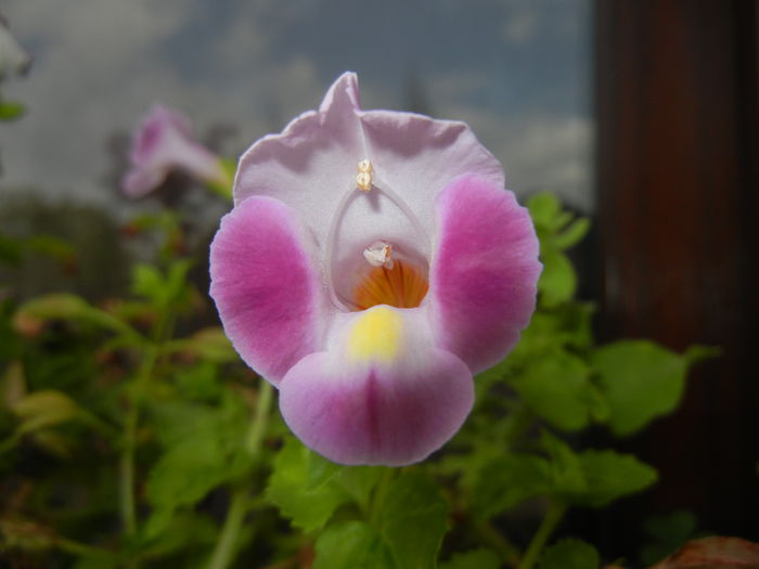 Torenia Rose Dream (2014, Aug.17)