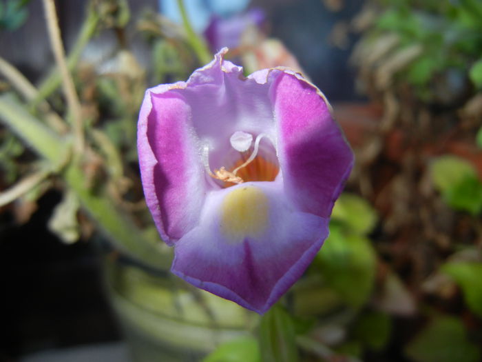 Torenia Rose Dream (2014, Aug.31) - TORENIA Rose Dream