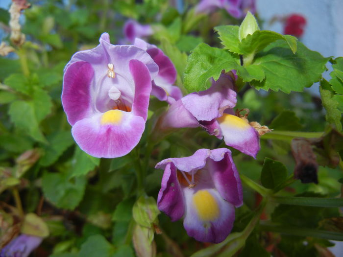 Torenia Rose Dream (2014, Aug.31) - TORENIA Rose Dream