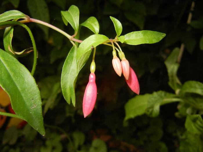 Fuchsia magellanica Gracilis (`14, Aug.17) - Fuchsia magellanica Gracilis