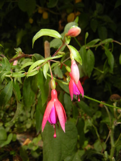 Fuchsia magellanica Gracilis (`14, Aug.17)