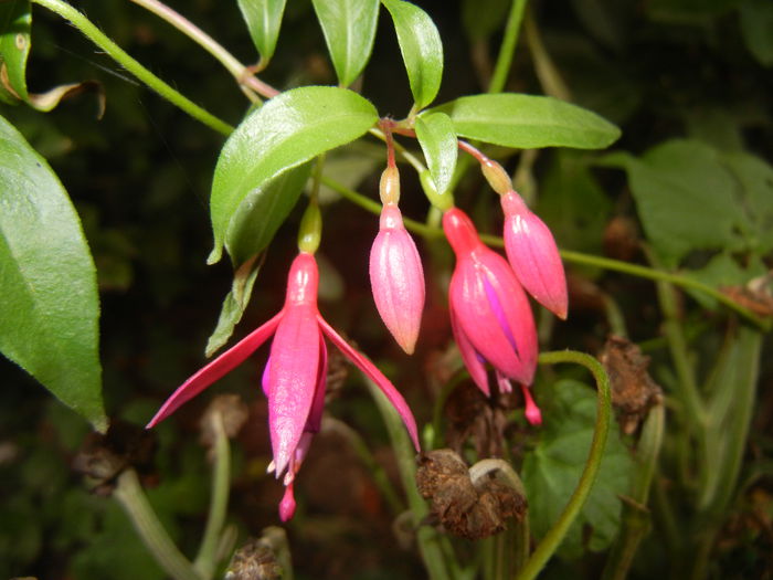 Fuchsia magellanica Gracilis (`14, Aug.23)