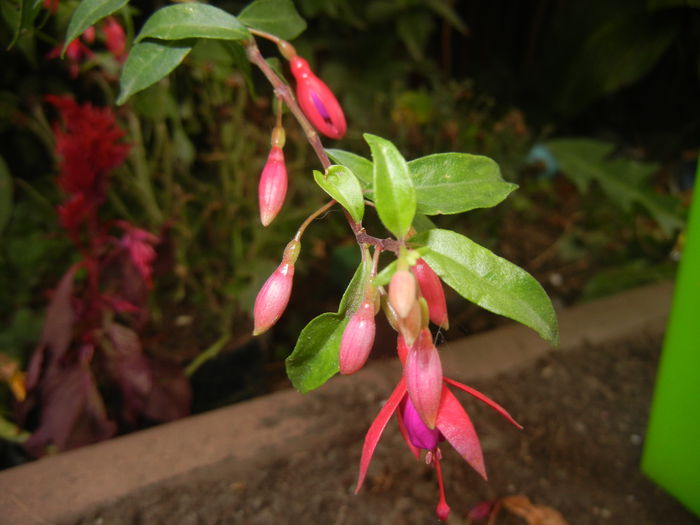 Fuchsia magellanica Gracilis (`14, Aug.23)