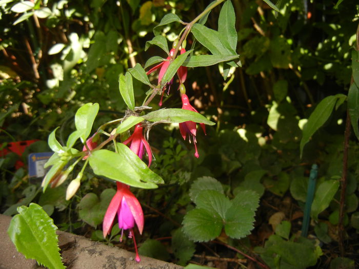 Fuchsia magellanica Gracilis (`14, Aug.31)