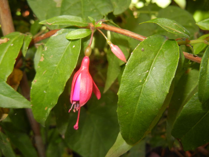 Fuchsia magellanica Gracilis (`14, Aug.31) - Fuchsia magellanica Gracilis