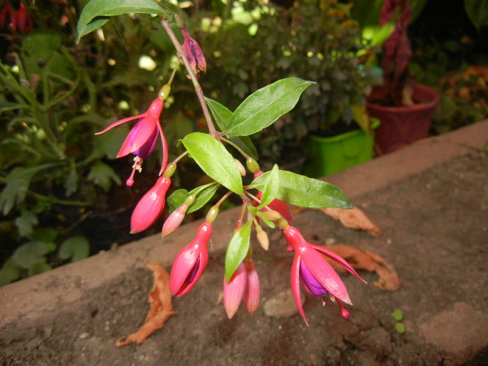 Fuchsia magellanica Gracilis (`14, Aug.31) - Fuchsia magellanica Gracilis