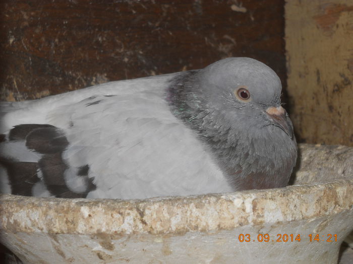 takla si satineti 010