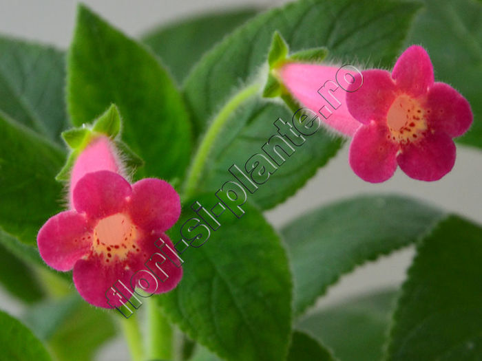 Kohleria Yf s Criss - KOHLERIA II 2