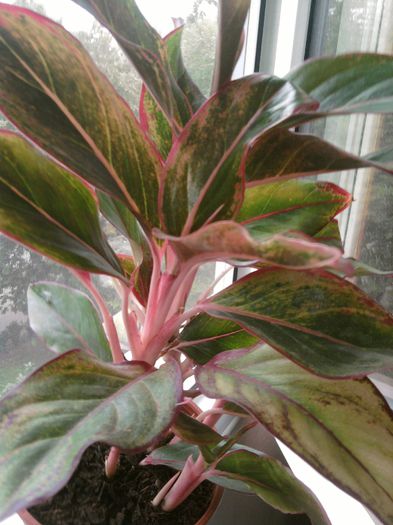 aglaonema crete,