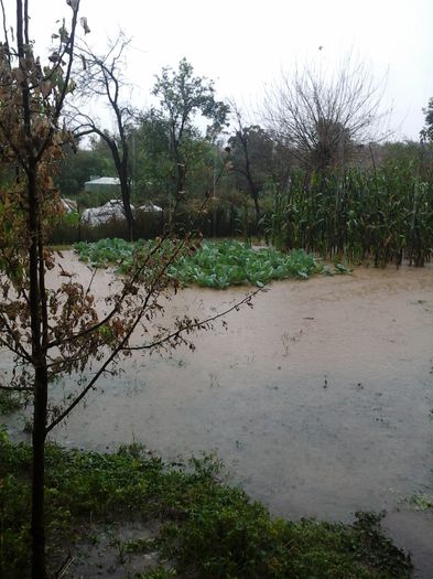 in gradina la varza - in urma avertizari meteo