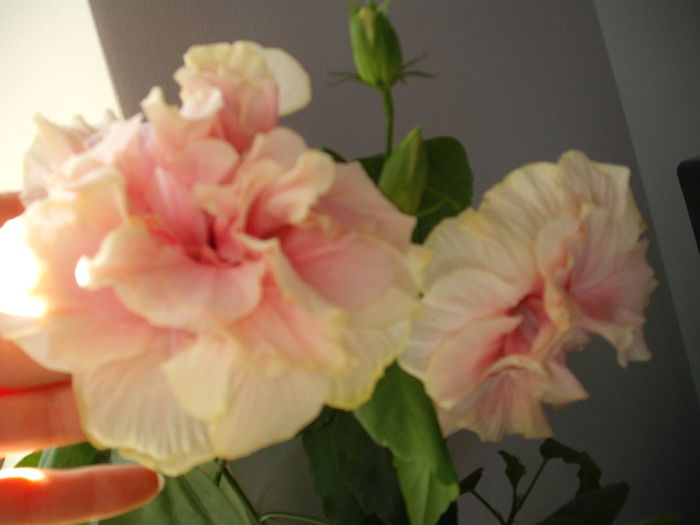 DSCF1346
