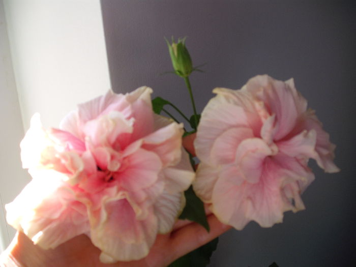 DSCF1348