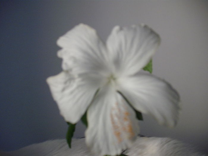 DSCF1352