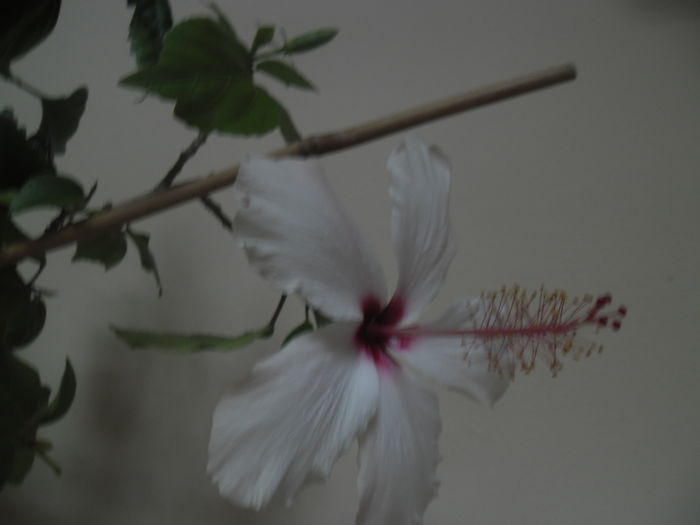 038