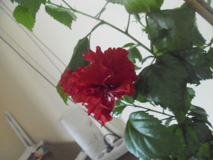 055 - Hibiscus 2014-1