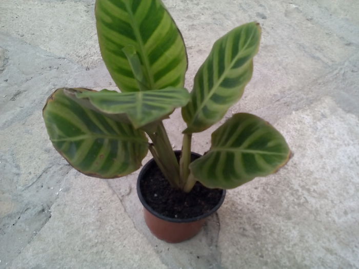 bonus calathea zebrina