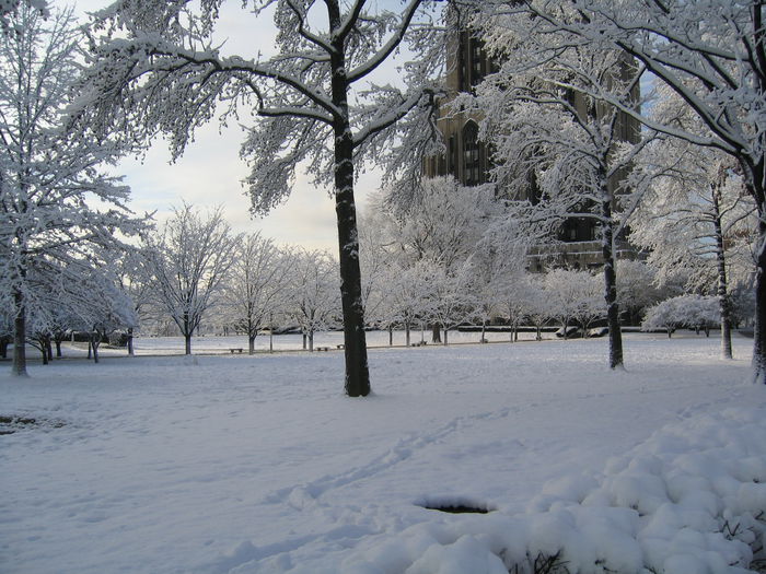 CathedralofLearningLawinWinter - Winter