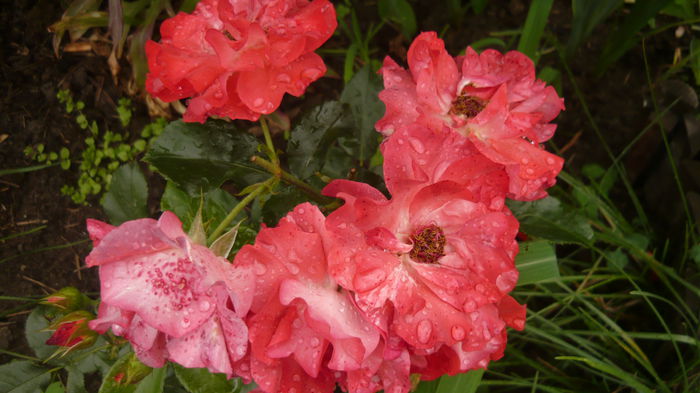 096 - Meilland Sorbet Fruite