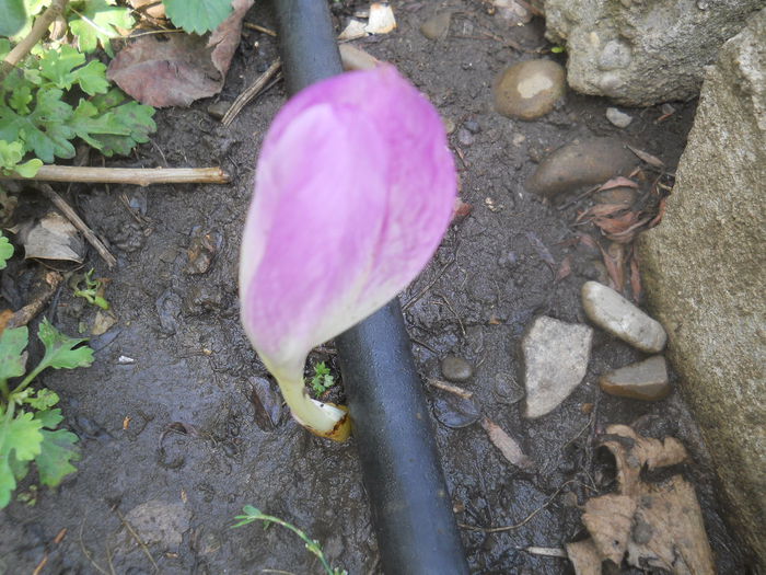 colchicum autumnale - gradina flori 2014-2