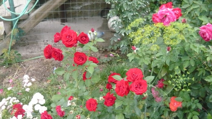 021 - Kordes Lavaglut