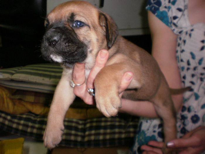 P1011193 - 54 cane corso nascuti la data 05 08 2014