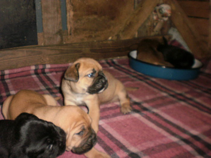 P1011194 - 54 cane corso nascuti la data 05 08 2014