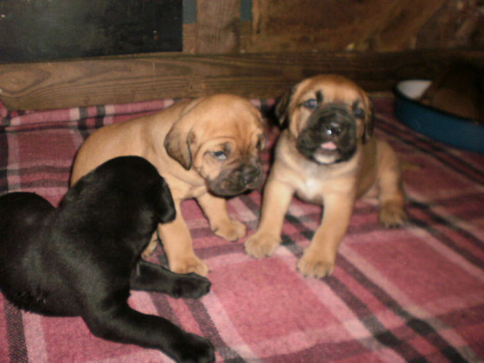 P1011195 - 54 cane corso nascuti la data 05 08 2014