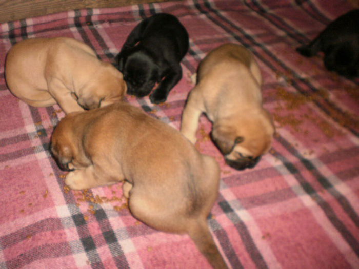 P1011201 - 54 cane corso nascuti la data 05 08 2014