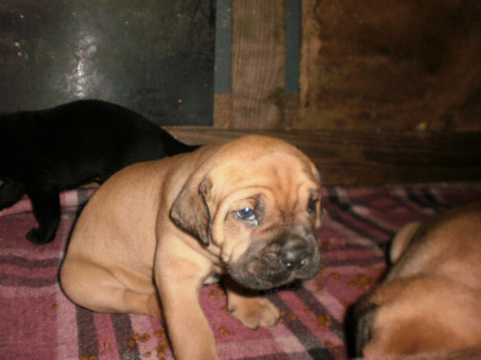 P1011205 - 54 cane corso nascuti la data 05 08 2014