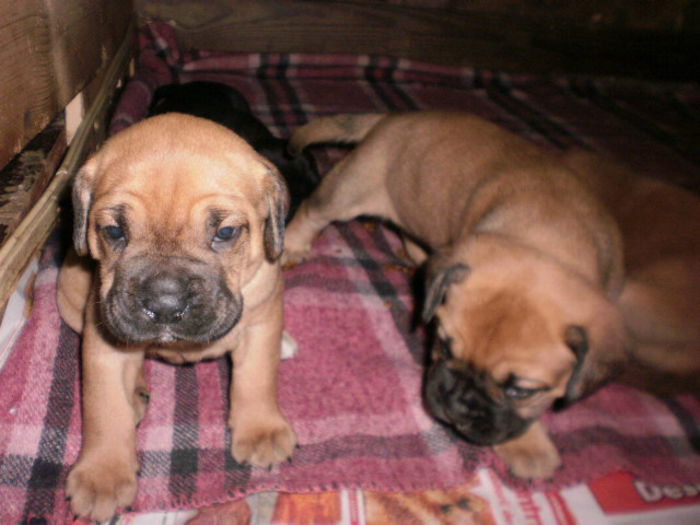 P1011209 - 54 cane corso nascuti la data 05 08 2014