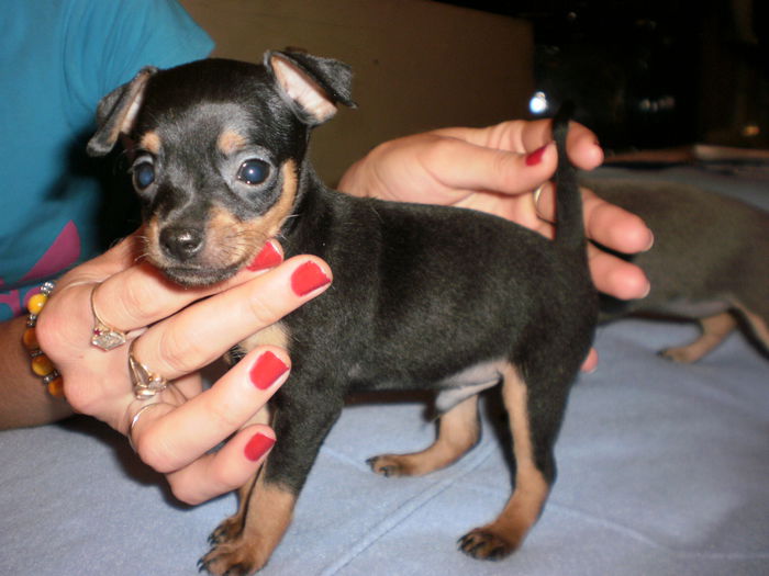 franta vandut - 08 pinscher pitic