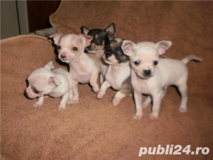 vand-chihuahua-pinscher-pitic